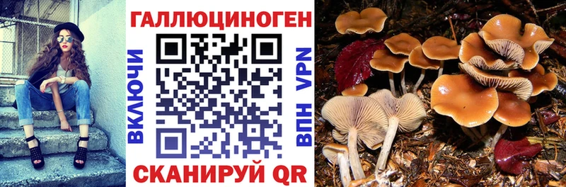 наркотики  hydra как войти  Псилоцибиновые грибы ЛСД  Дмитровск 